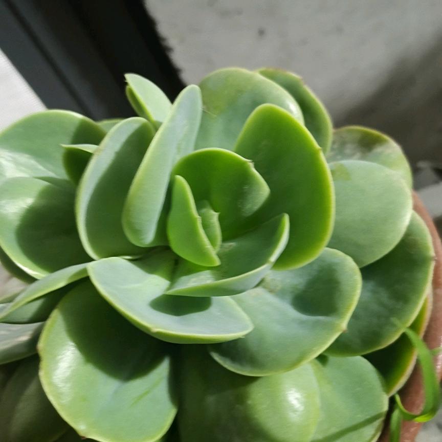 香漂漂