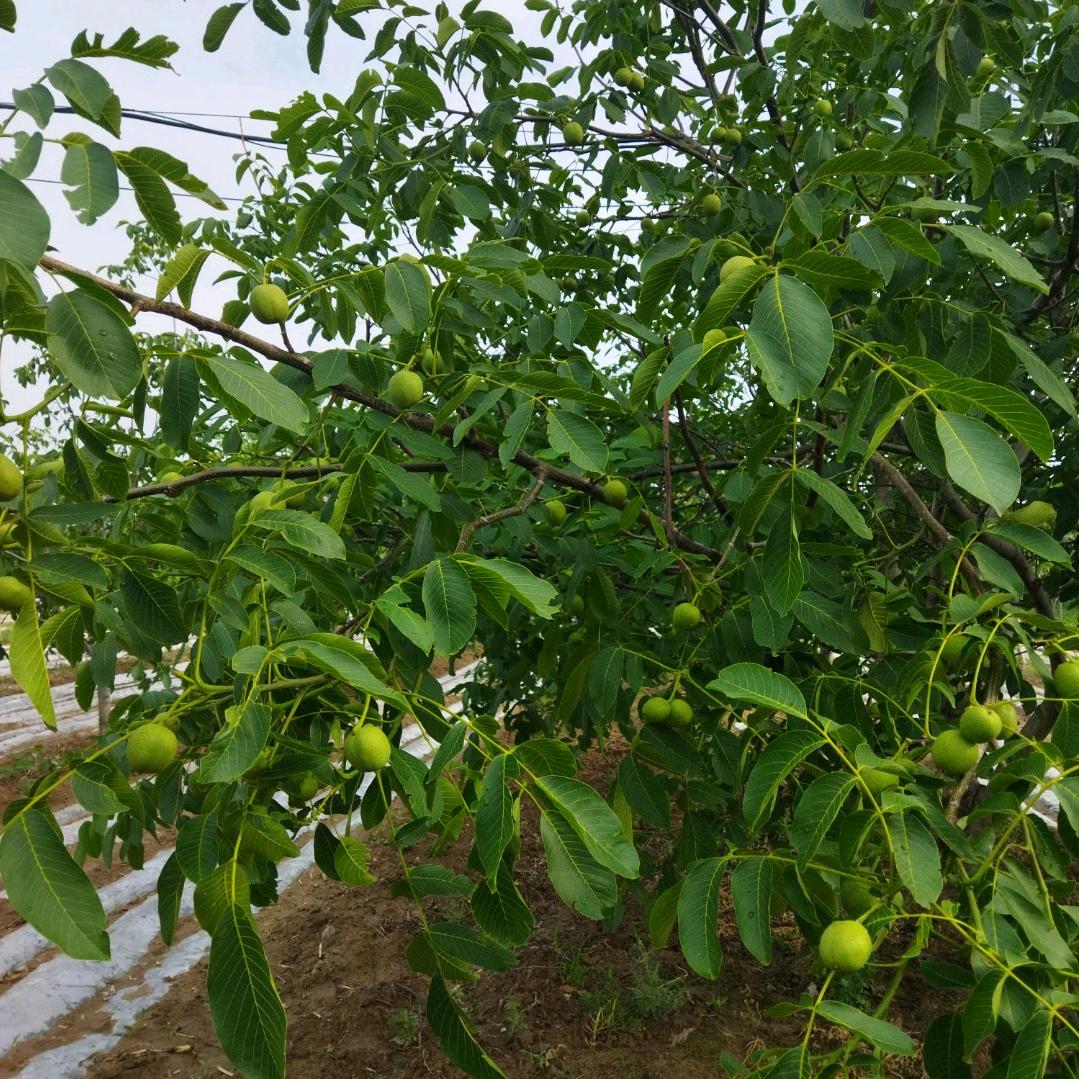 燕格格