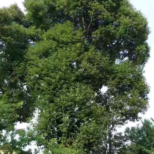 相见很晚