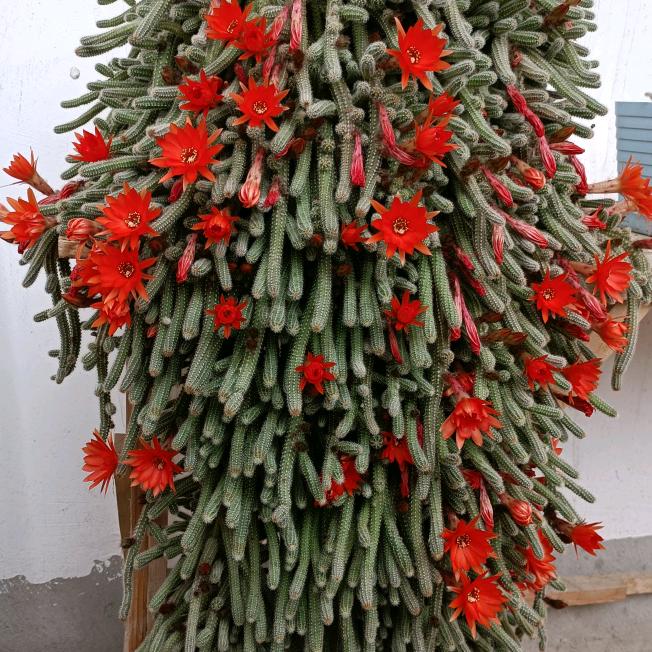 农村阿霞🌹(爱养花)