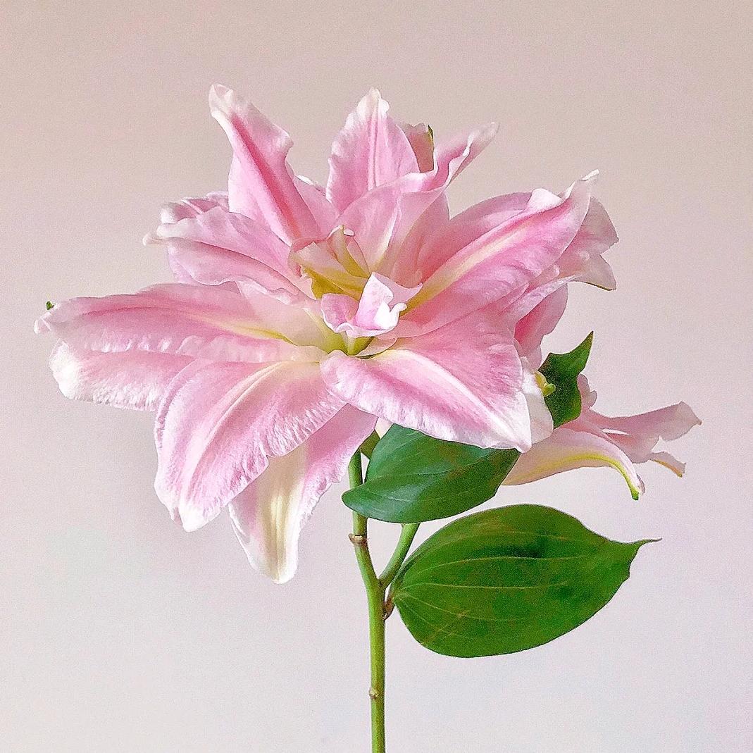 草涧鲜花