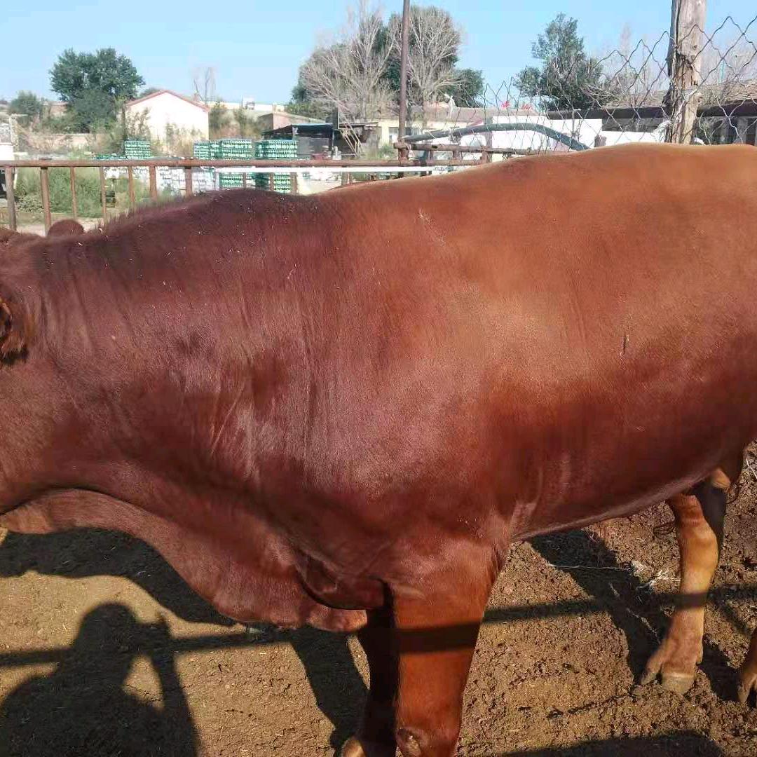 光头强卖牛羊肉