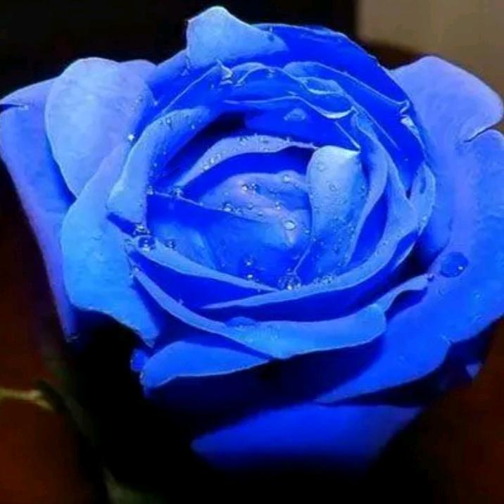 玫瑰之蓝