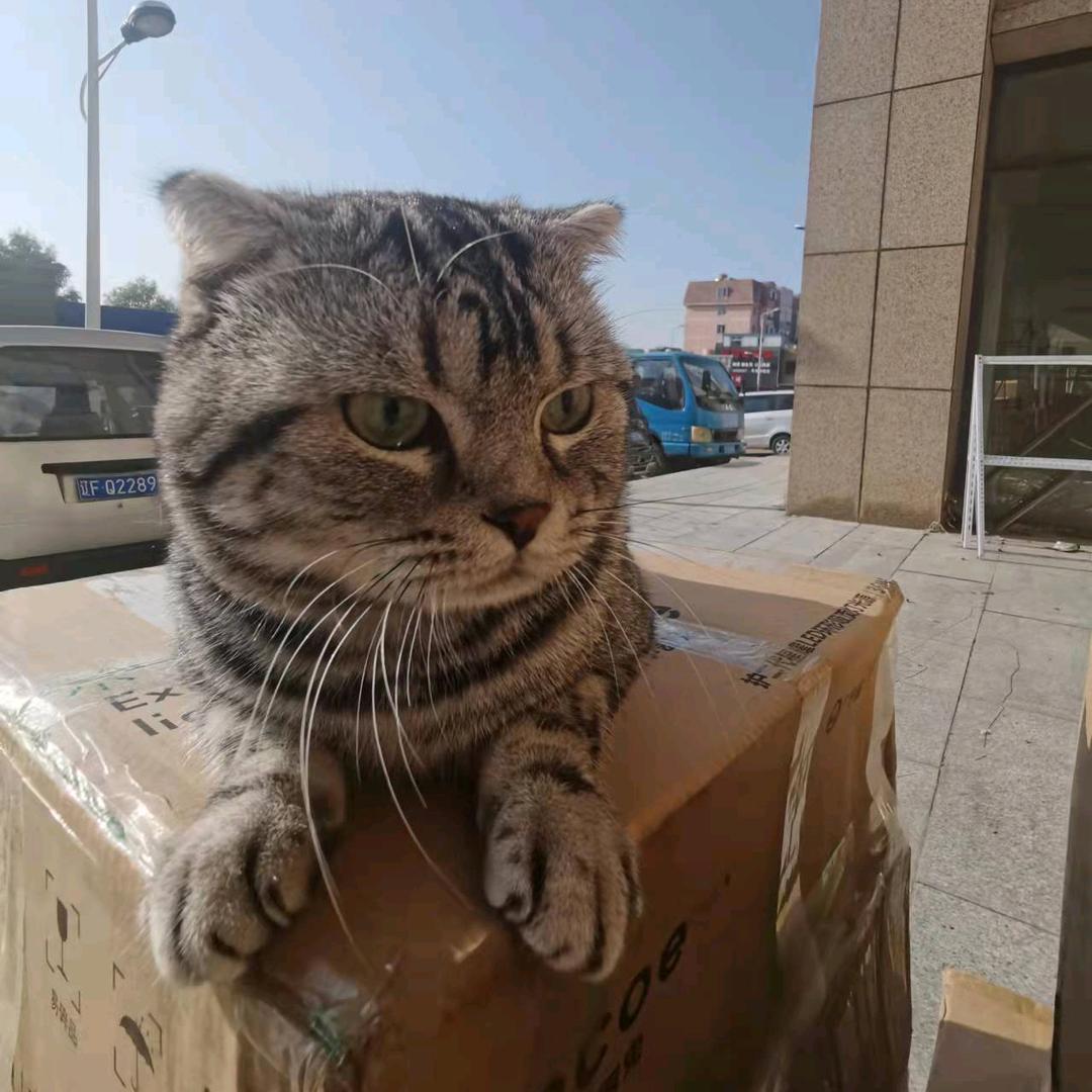 雪宝🐱
