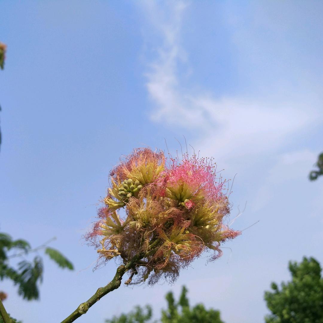 风一样的梦