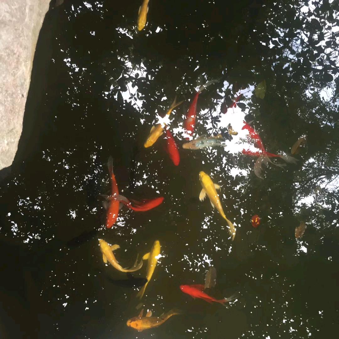 |in哥哥