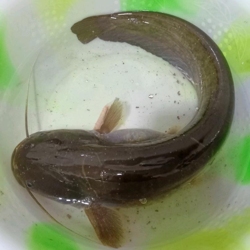 ✧*張哥ˊω愛釣魚و✧*。