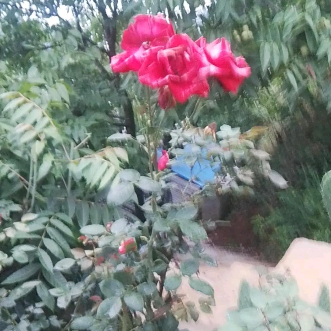 杨崇盛