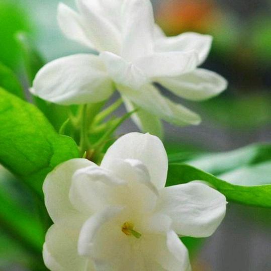 茉莉芬芳…