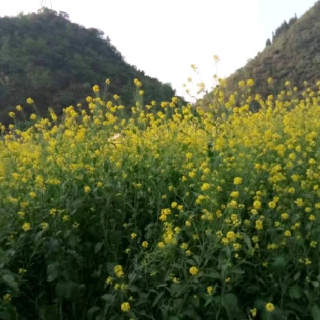 袁圆