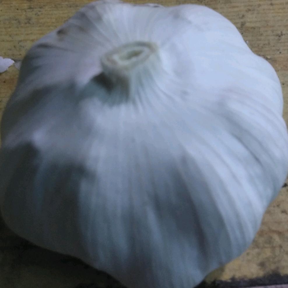 蒜一蒜u