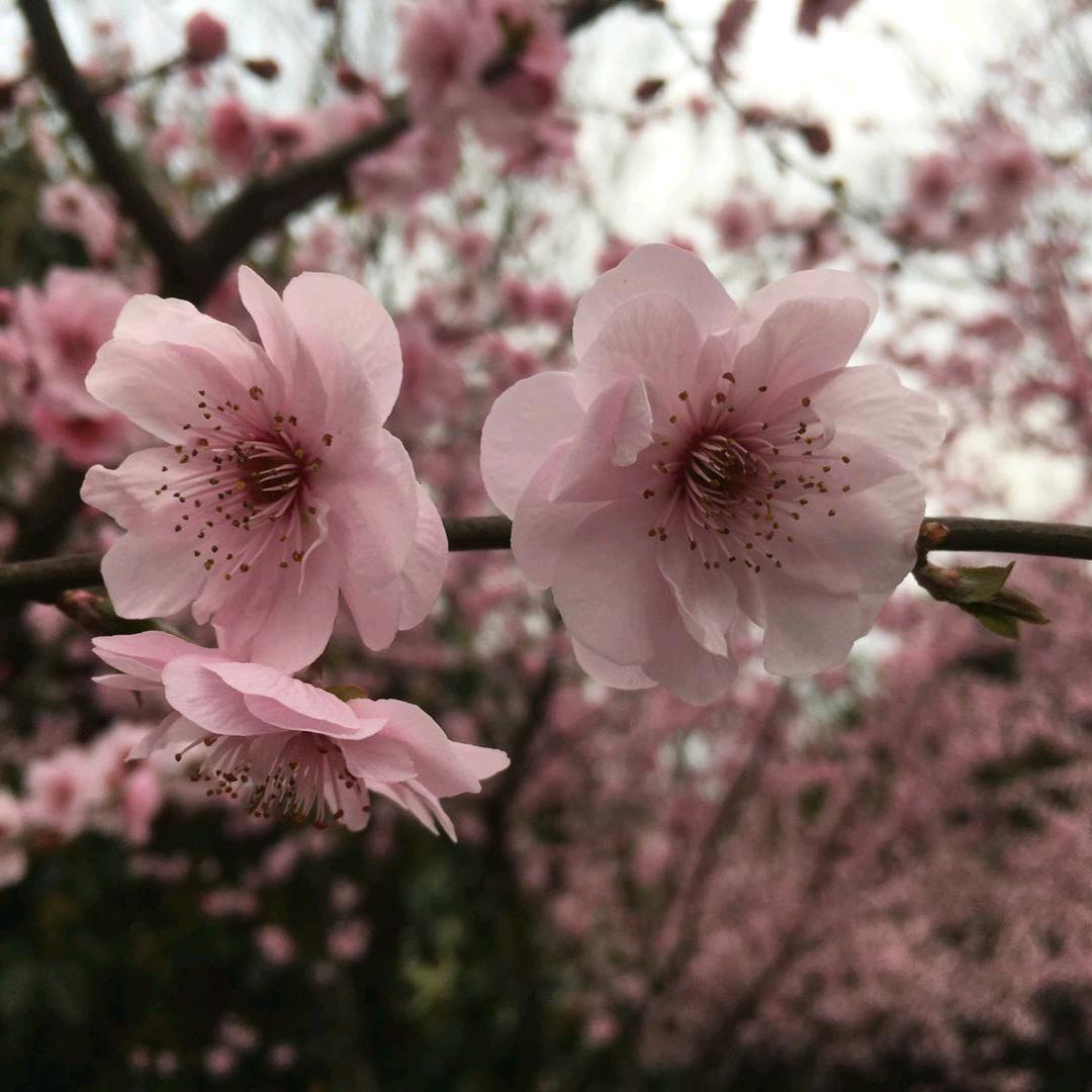 红玫瑰