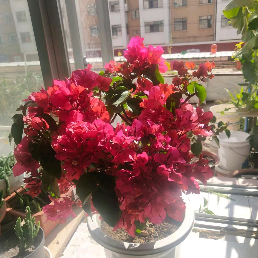 秀玲