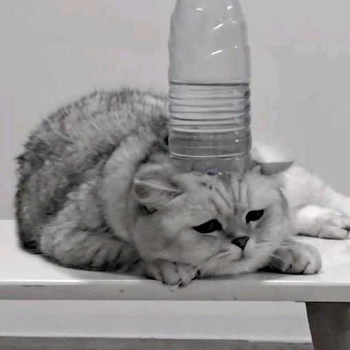 悲伤猫猫
