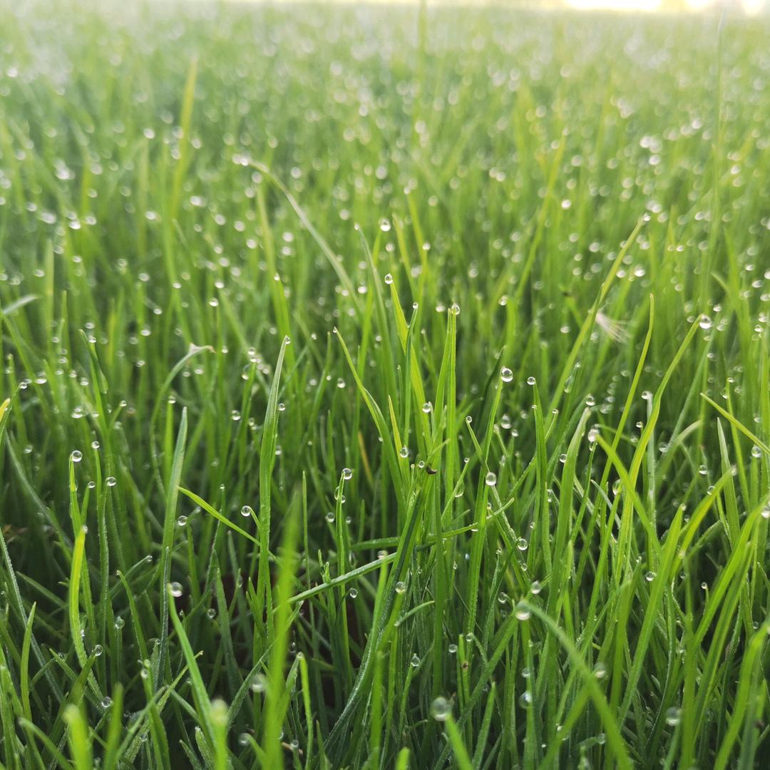 蕊