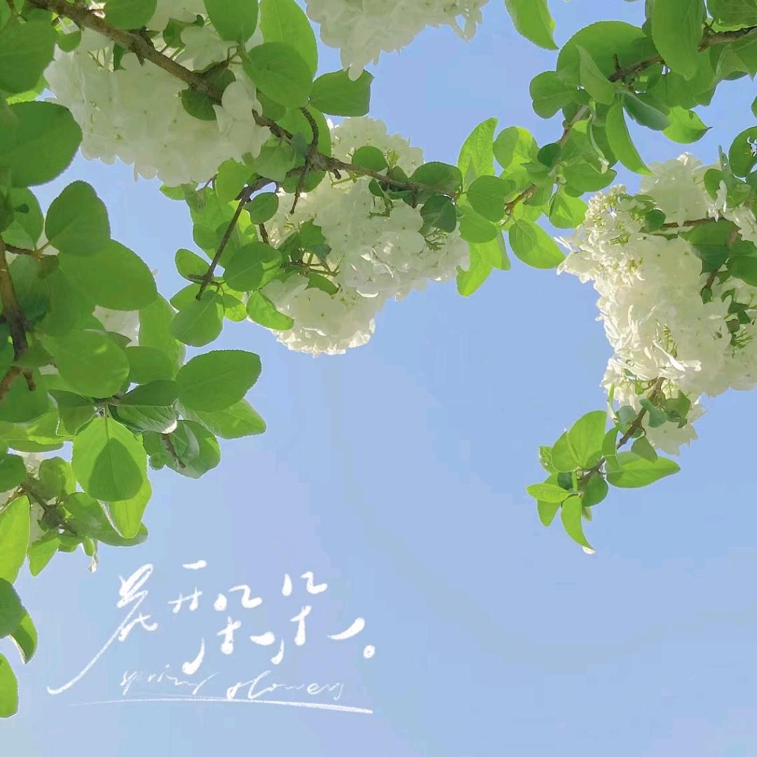 开心果，喜羊羊🌺🌺