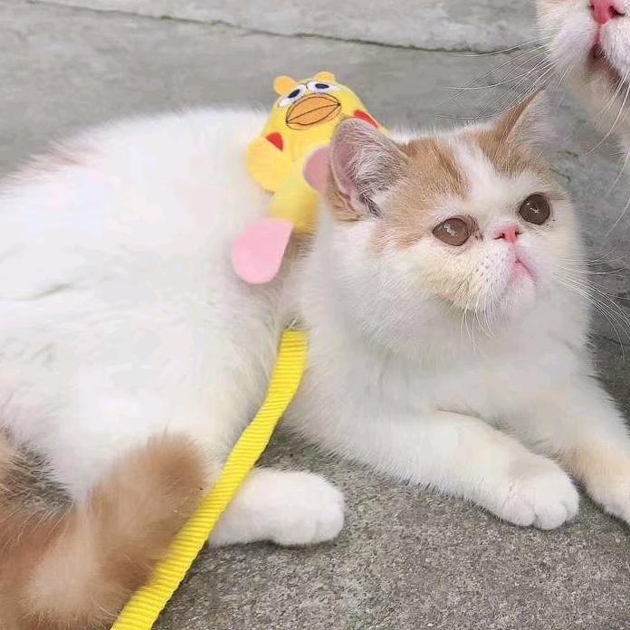美金是只猫
