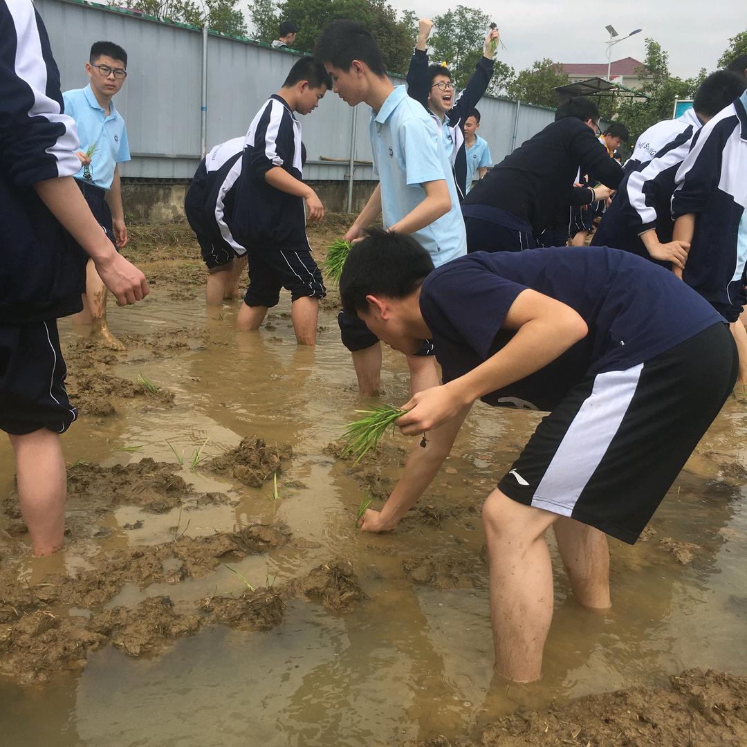 风中摇曳的断尾狼