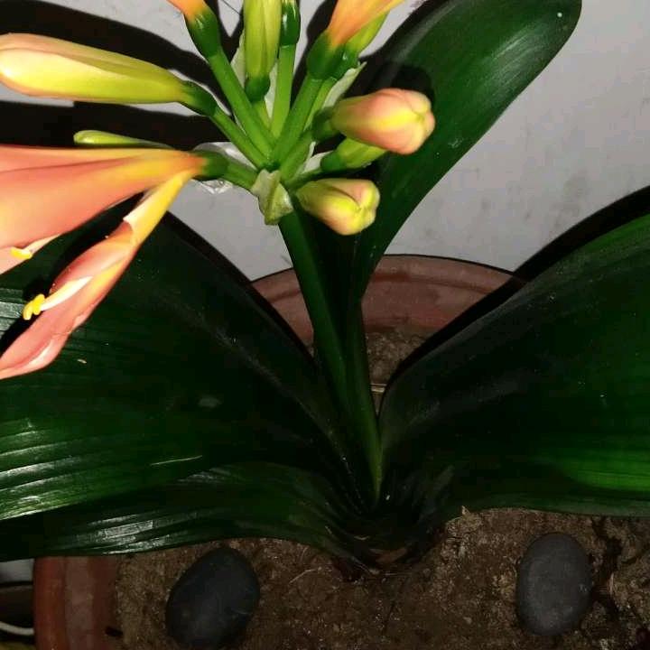 热火🔥