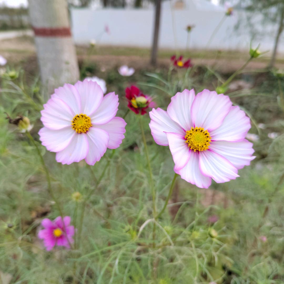 雏菊