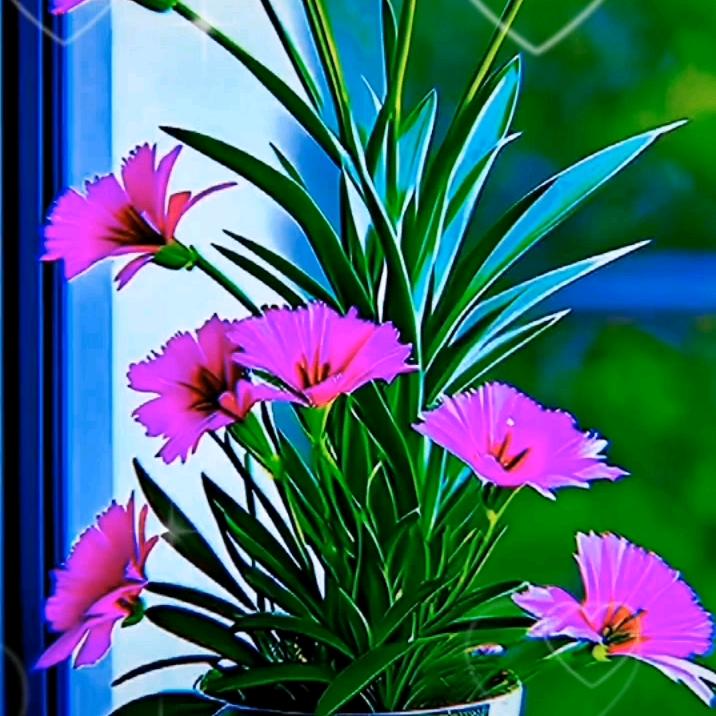 花舞