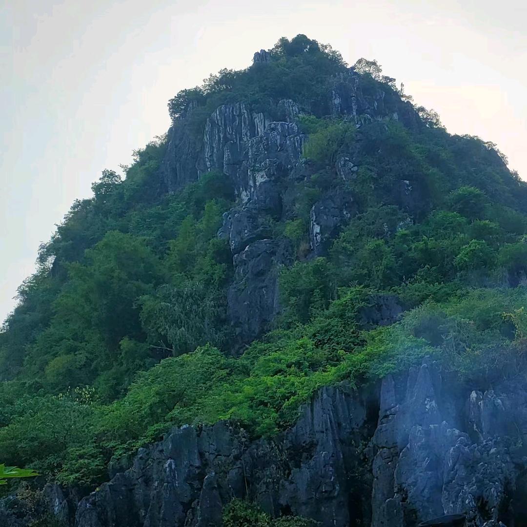野生山货（养殖）