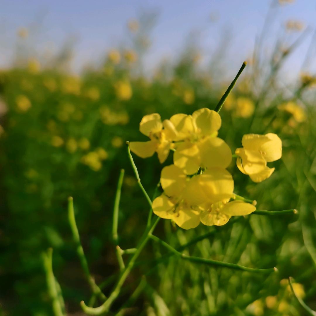 🥂安然浅笑🍁☕️
