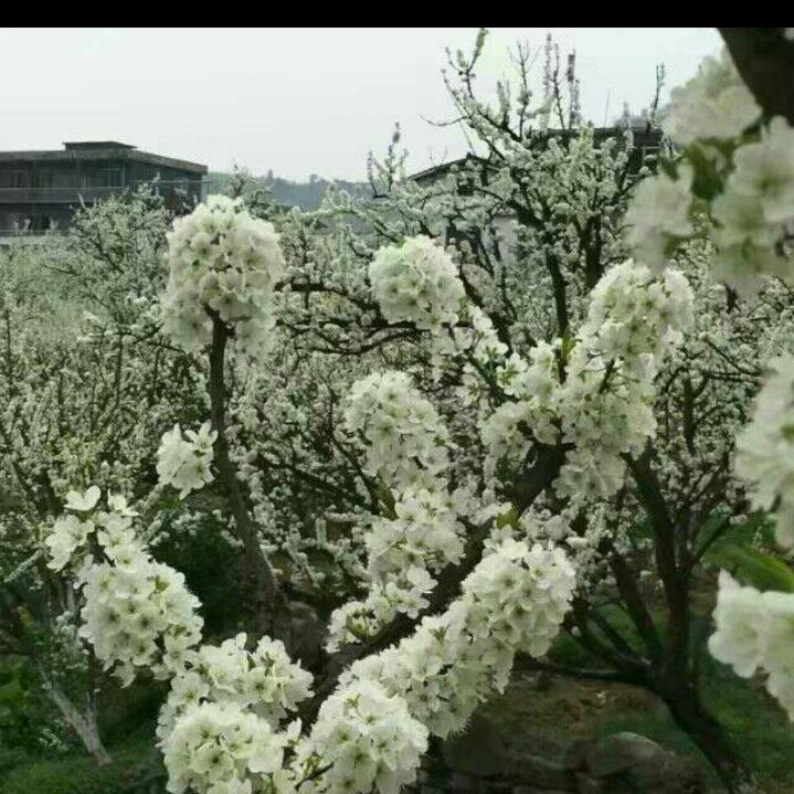 开心