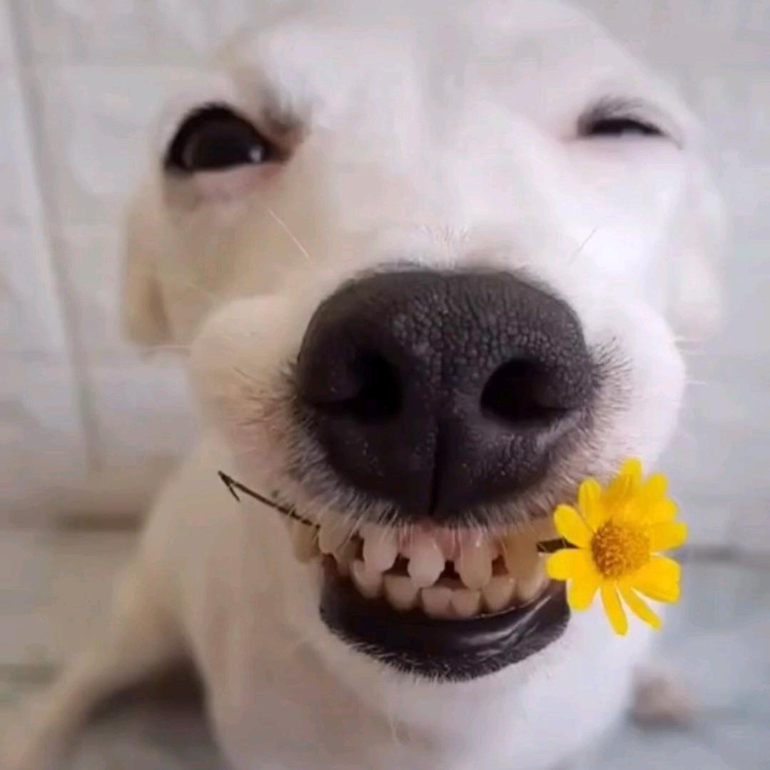 妄语