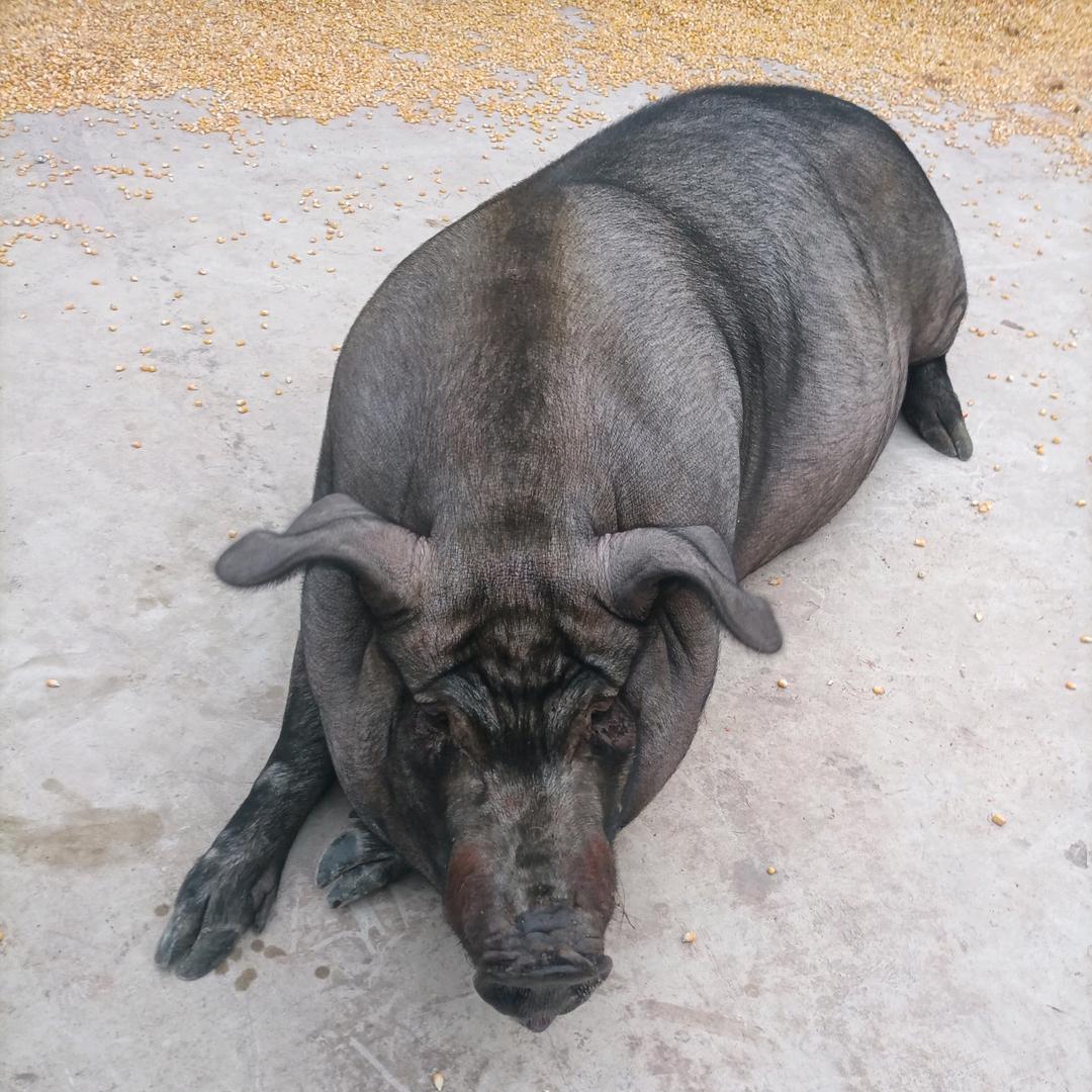 安岳肉哥