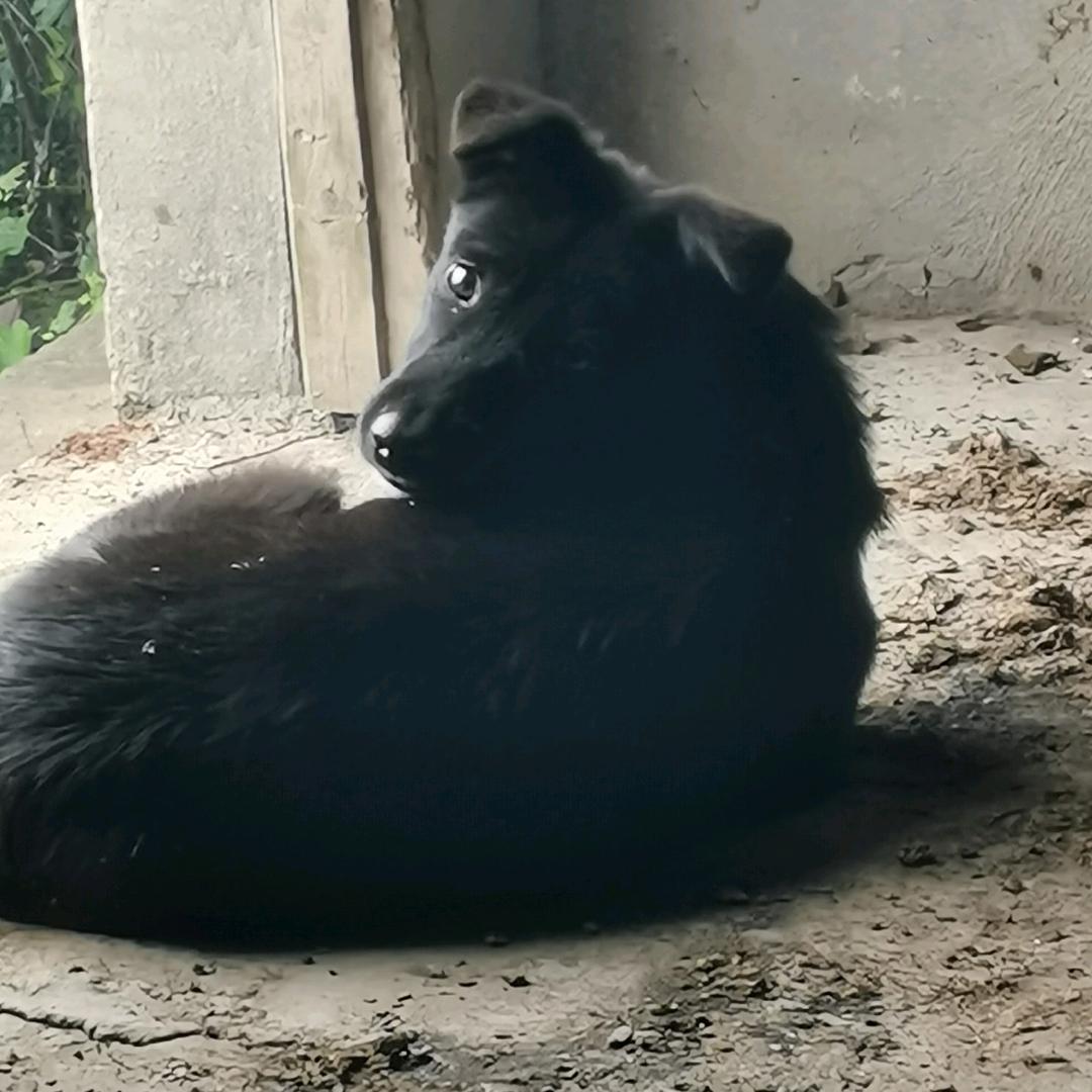挖宝者（山药）🍄🍄🍄