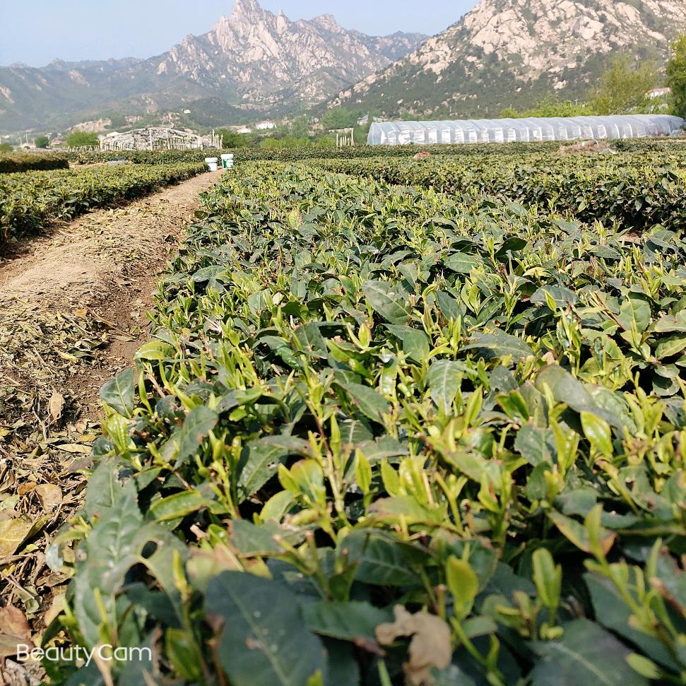 在崂山种崂山茶的小沈
