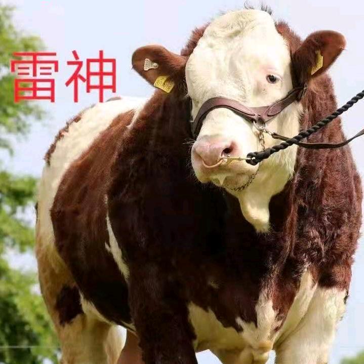 AA猪牛人工改良员