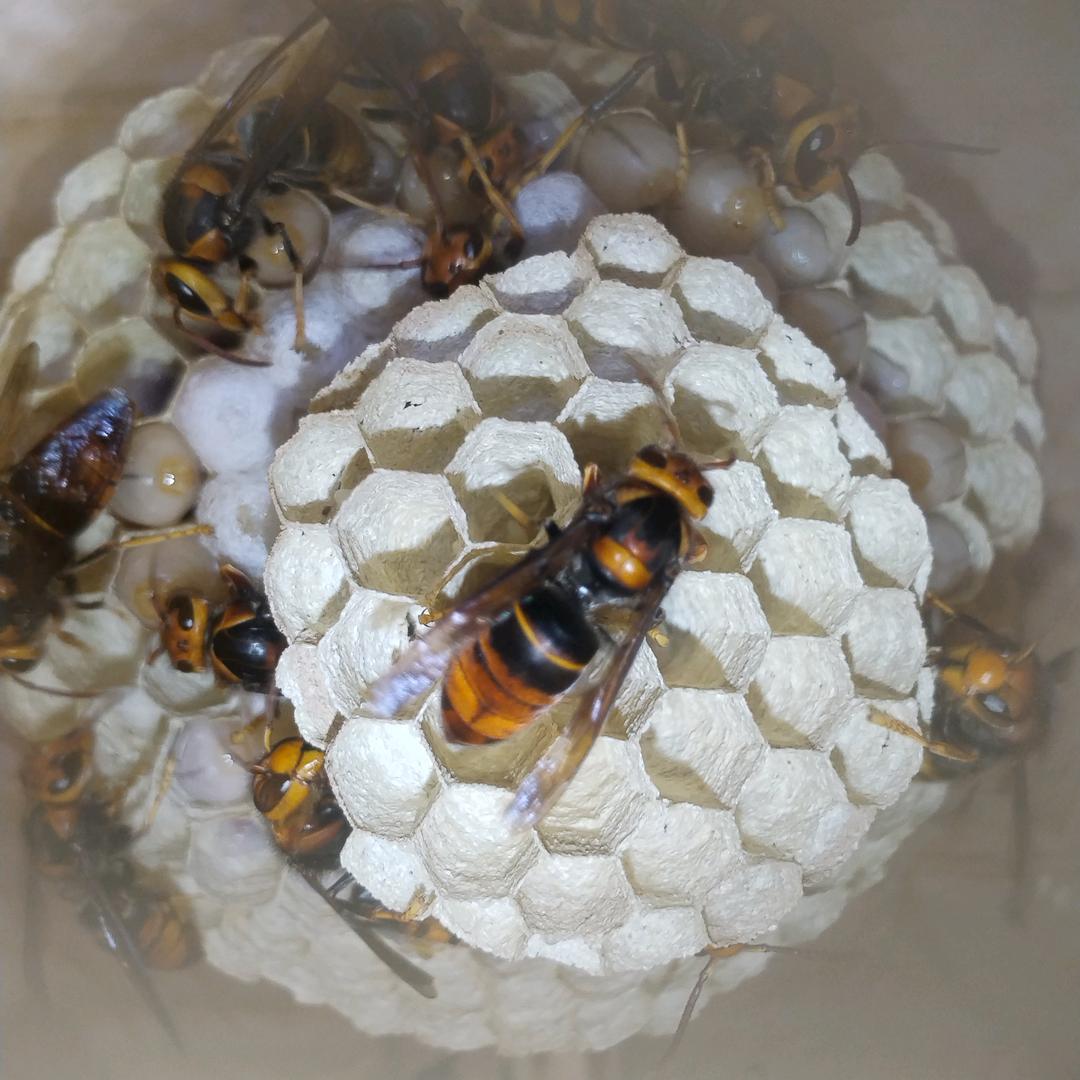 永胜松坪养蜂人