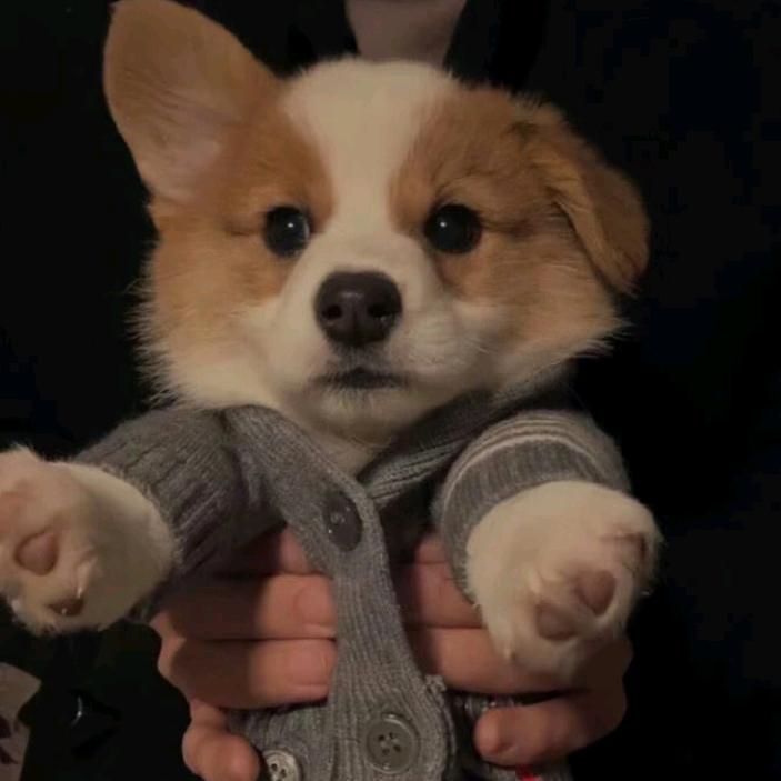 槐