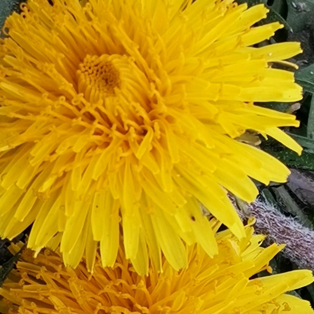 悦