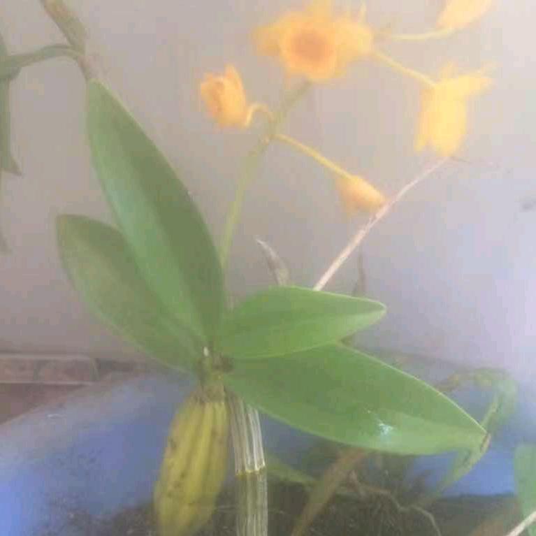明天更灿烂