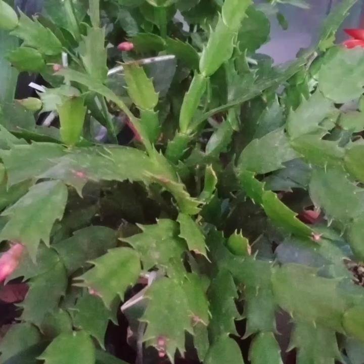 空中飞翔