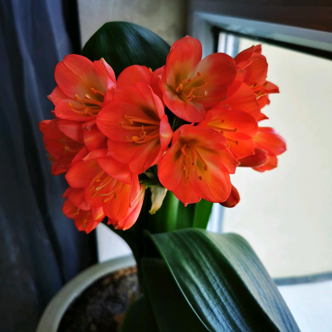 越来越好的琳琳