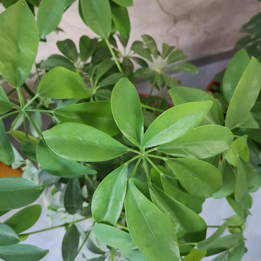 兰姐好物
