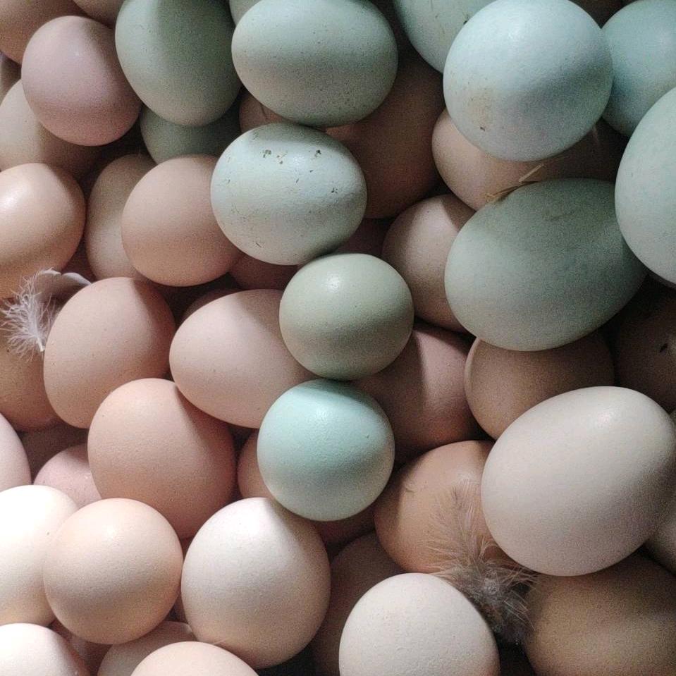 东台伯才生态养殖场