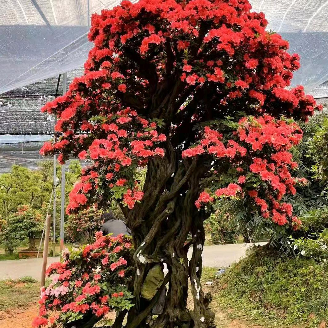 友源花海