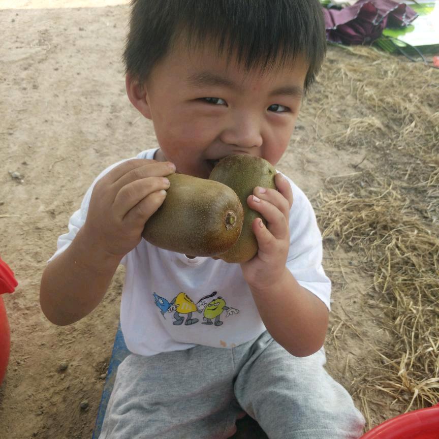 铜山区黄集镇吕楼村德跃猕猴桃采摘园