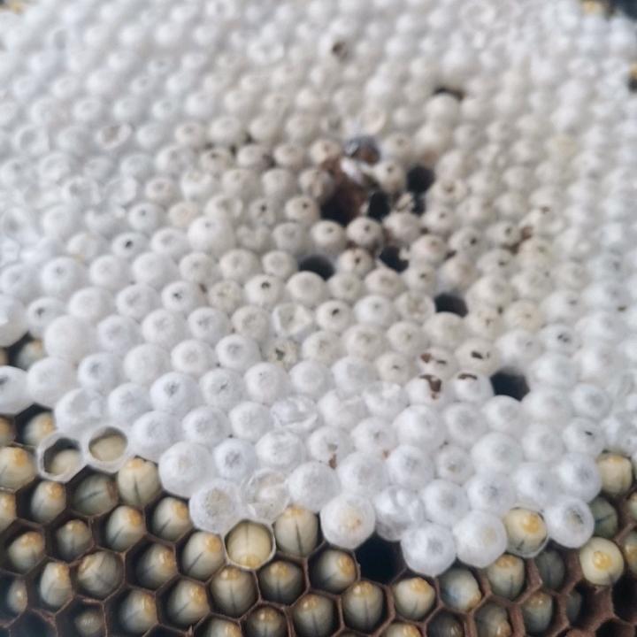 威宁蜂蛹 出售 收购商