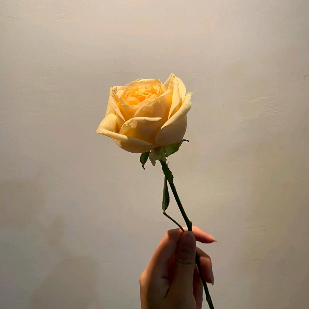 🌈🌈柠檬树🌈🌈🌲