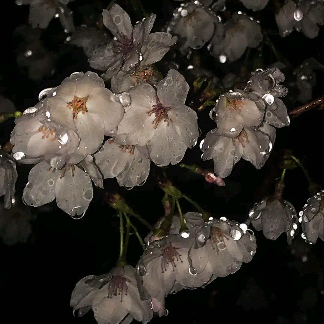 花城