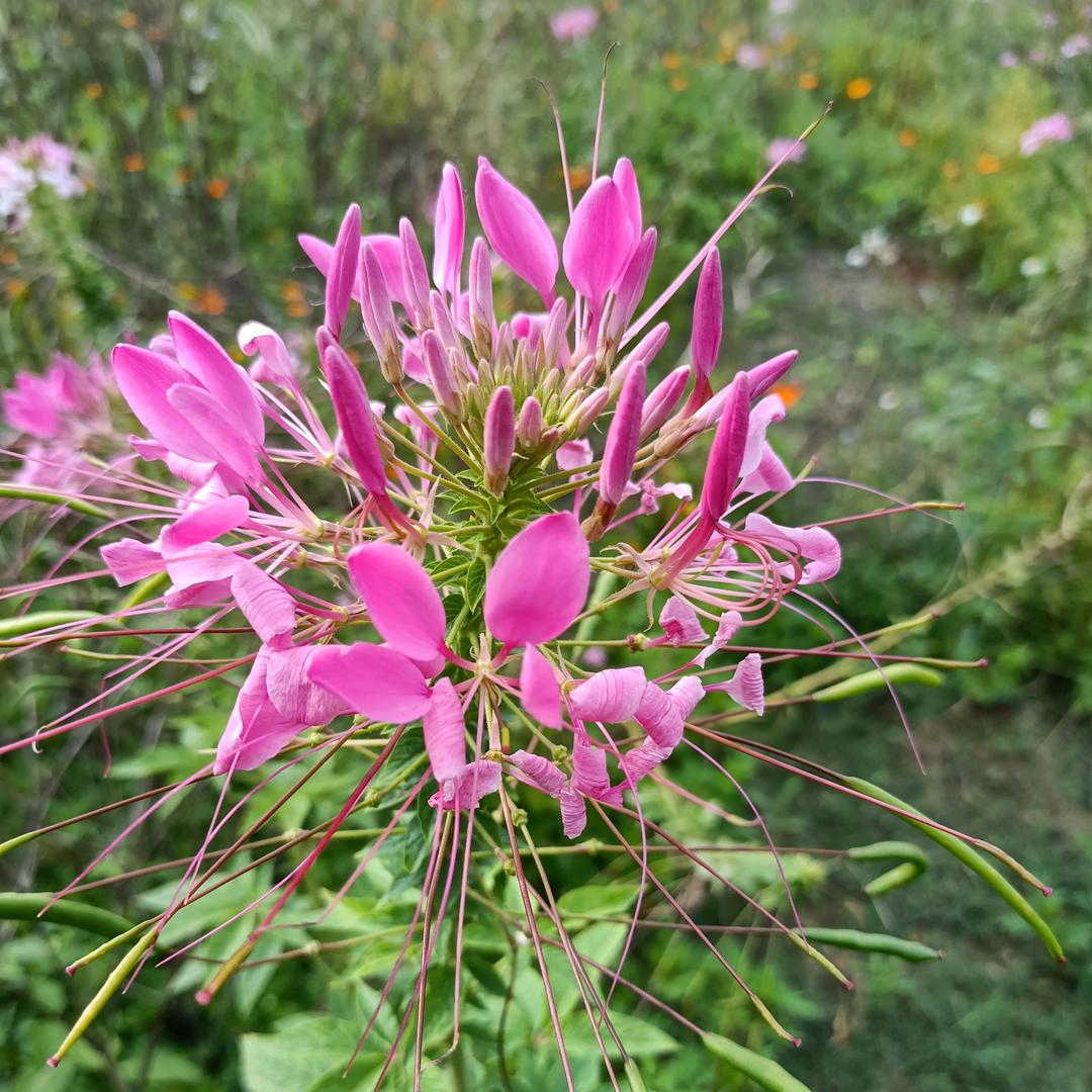 水中花
