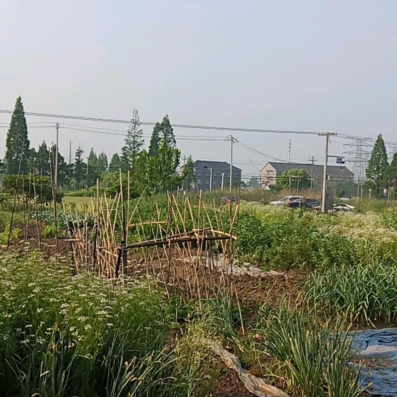 心随意动