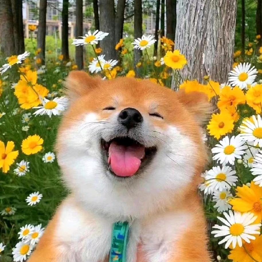 柴柴来串门