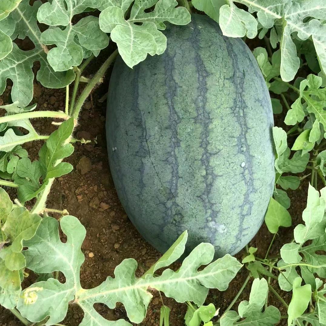 英德市桥头镇顶瓜瓜农场